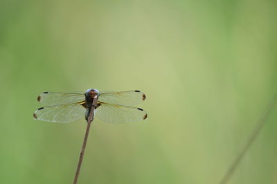 Close-up of dragonfly on plant