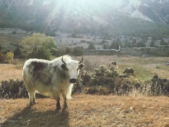 View of a sheep on field