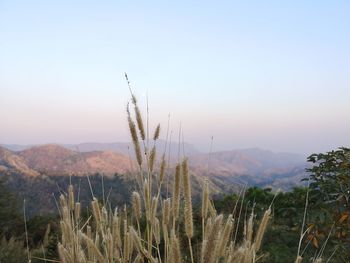 Scenic view of field against clear sky