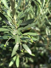 Close-up of fresh green plant