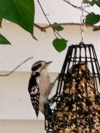 Close-up of bird perching on tree