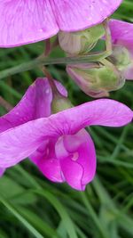 Close-up of pink flower blooming outdoors