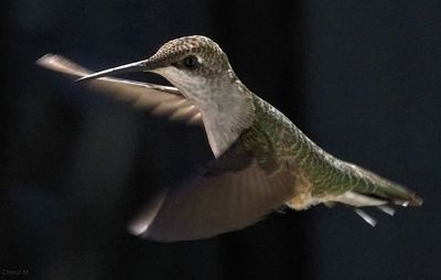 Close-up of bird flying