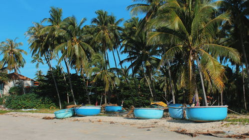 Coconut palm trees on beach against blue sky