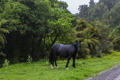 Horse standing in a field