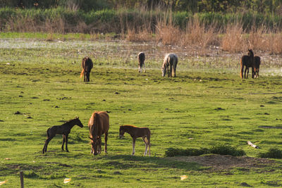 Horses grazing in a field