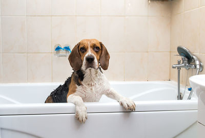 View of a dog in bathroom