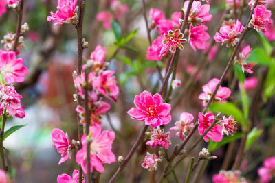 Close-up of pink flowers