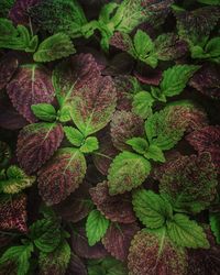 Full frame shot of fresh green leaves