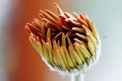 High angle view of red flower on table