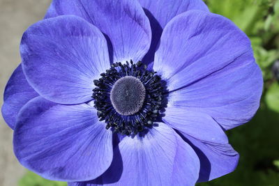 Close-up of purple flower