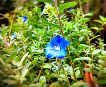 Close-up of blue flower blooming on field