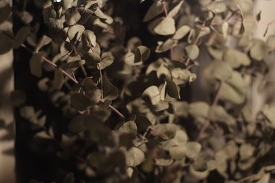 Close-up of flowers