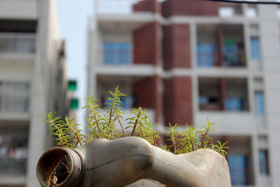 Close-up of plants growing in old plastic container against building