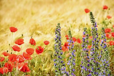 Close-up of poppy flowers on field