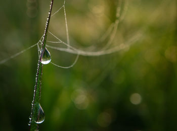 Close-up of water drops on spider web