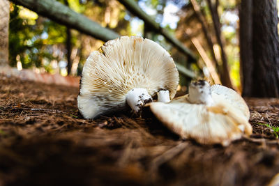 Close-up of white mushrooms