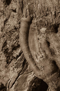 Close-up of rock on tree trunk