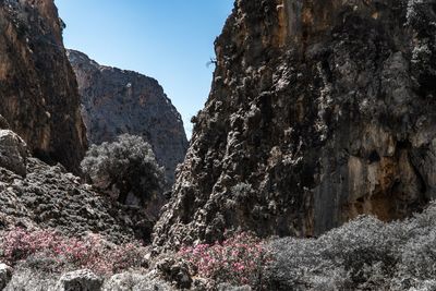 Low angle view of flowering plants on rocks against sky