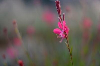 Close-up of pink flowering plant