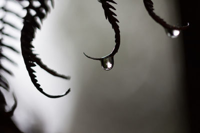 Close-up of raindrops on twig