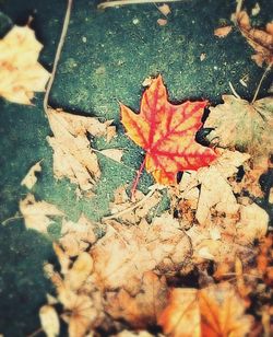 Close-up of maple leaf on ground