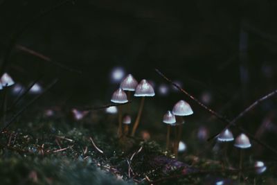 High angle view of mushrooms growing on field