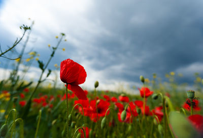 Close-up of red poppy flowers on field