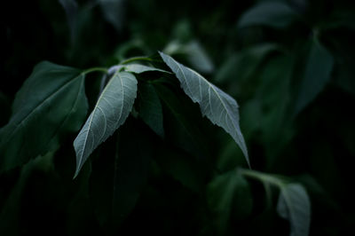 Close-up of green leaves on plant