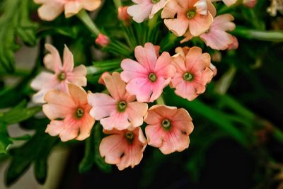 Close-up of flowers blooming outdoors