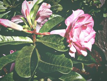 Close-up of pink flowers blooming in garden