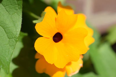 Close-up of yellow flower blooming outdoors