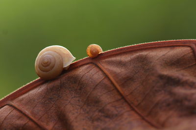 Close-up of snail on leaf