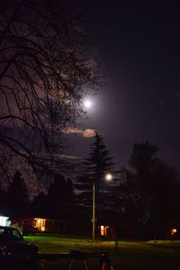 Bare trees against sky at night