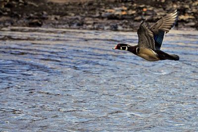 Bird flying over a lake