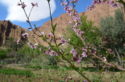 Flowers growing on landscape against sky