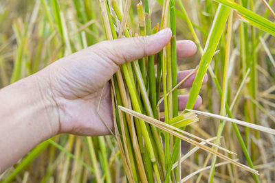 Cropped image of person holding plant on field
