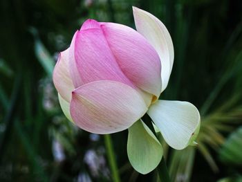 Close-up of pink flowers