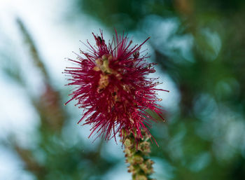 Close-up of red flower