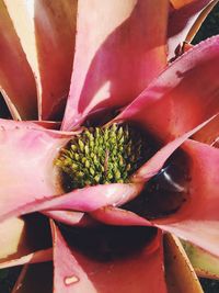 High angle view of pink potted plant