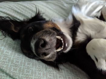 Close-up of dog sleeping on bed