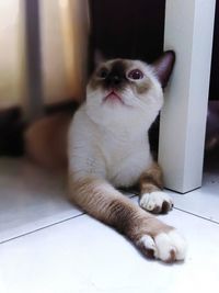 Portrait of cat sitting on floor at home