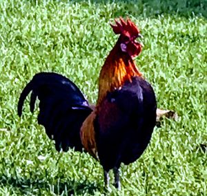 Rooster standing in grass