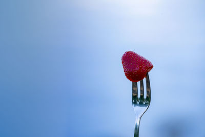 Close-up of red berries on blue glass