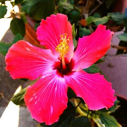 Close-up of pink flower