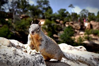 Squirrel sitting on rock