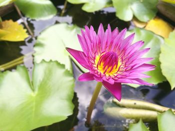 Close-up of pink water lily blooming outdoors