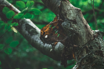 Close-up of lizard on tree trunk