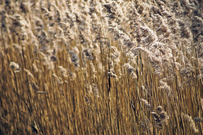 Grass on field