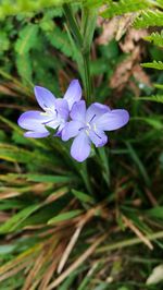 Close-up of purple crocus blooming outdoors